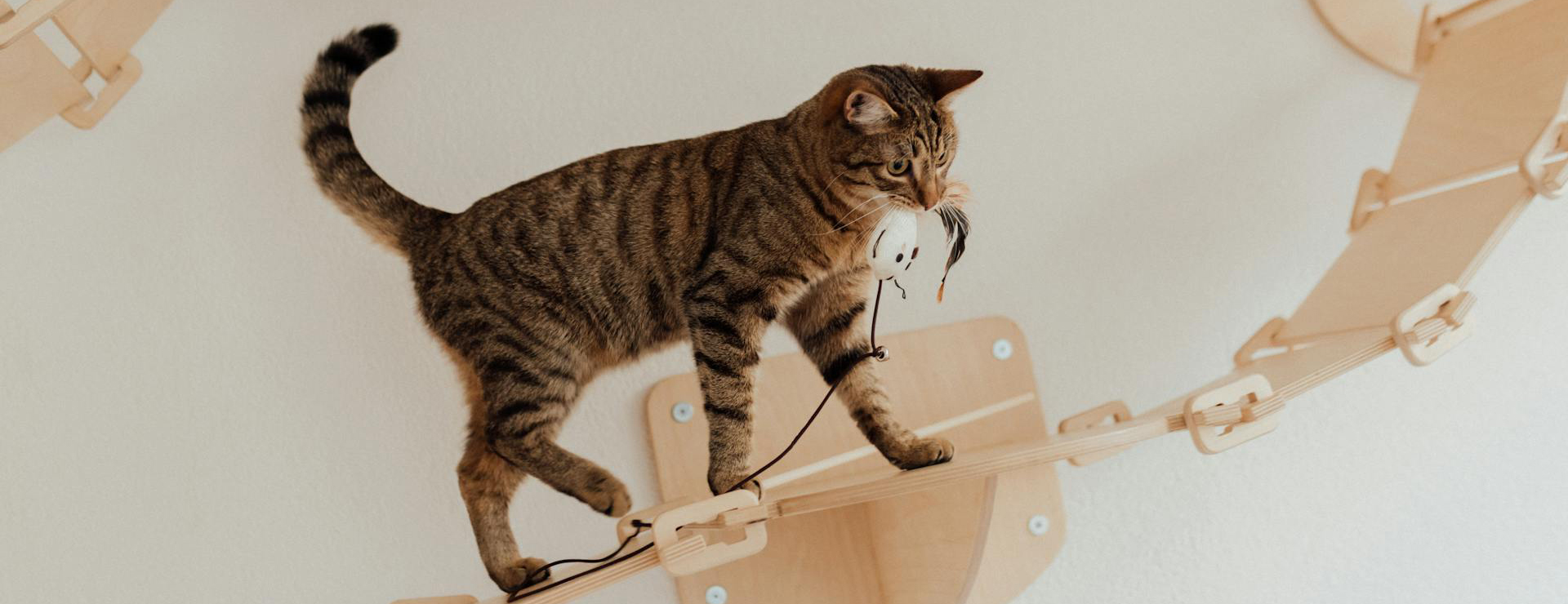 Kattenproductenwinkel -Kattenproductenwinkel pexels arina krasnikova 7725989 1