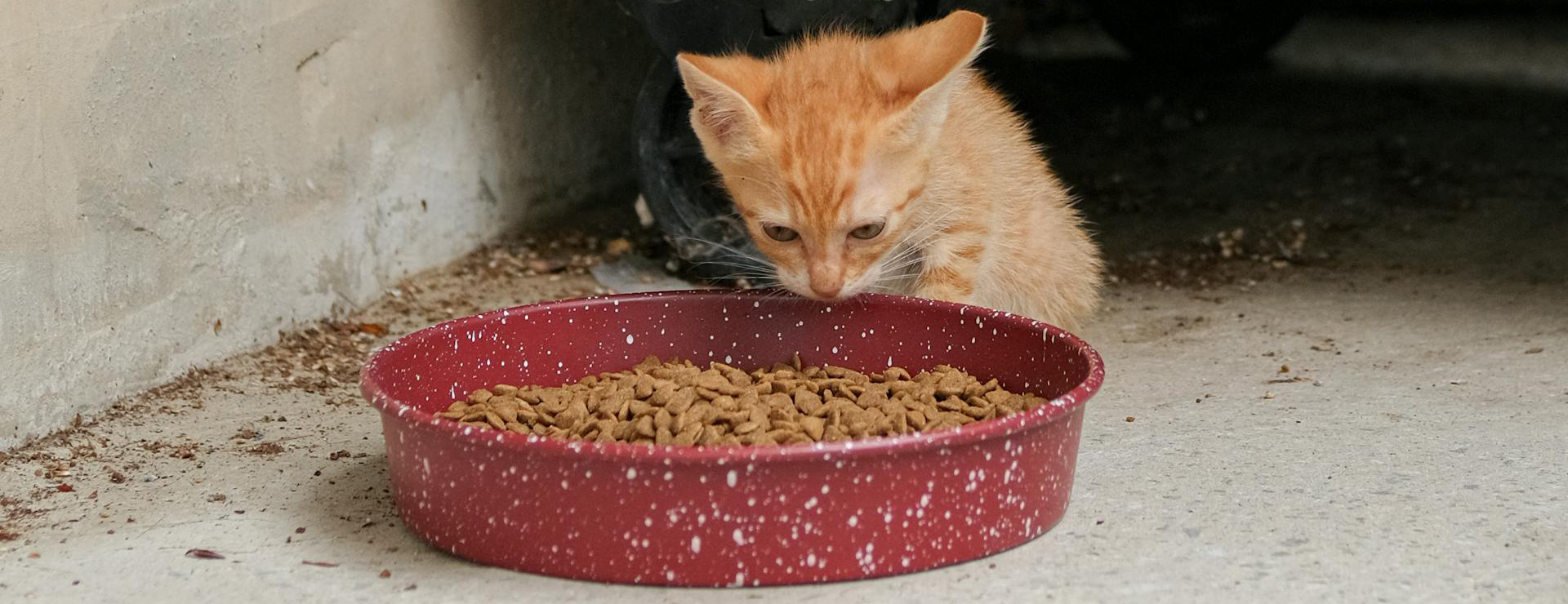 Kattenproductenwinkel -Kattenproductenwinkel pexels yesehoon 17514361